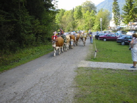 LANDL > Almabtrieb 2005