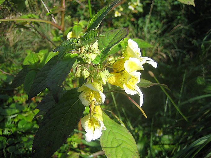 Wanderung Plansee Griesen 7