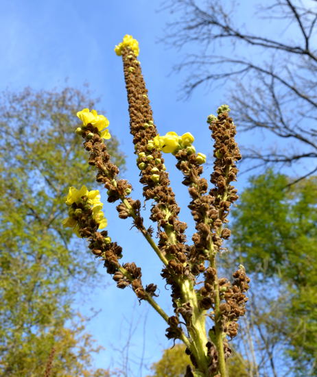 Eltzer Burpanorama 2