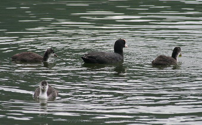 Am Spitzingsee > Blässhühner