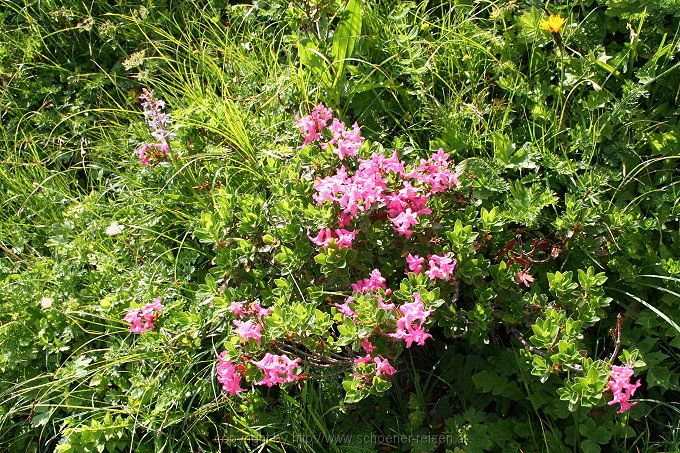 Am Spitzingsee > Taubensteinhaus > Gelber Enzian