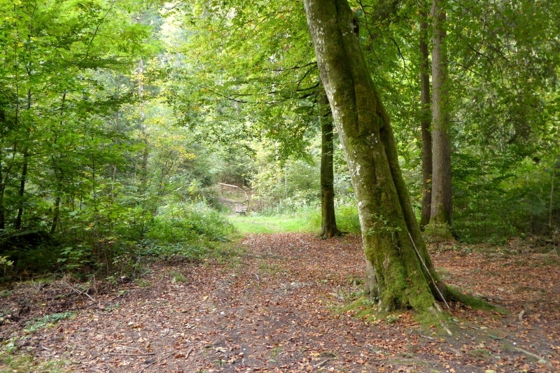 8 07 Kapelle und Pilze 011