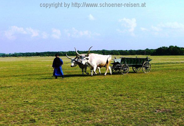 Ochsengespann in der Puszta
