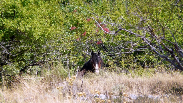 Herbst 2011, 9 Wanderung Kozjak 2