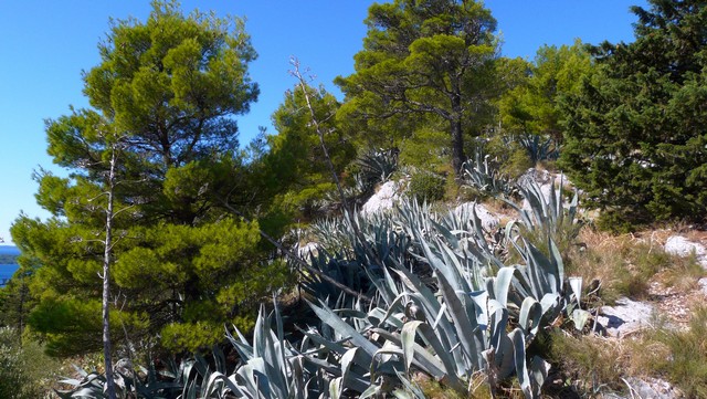 Herbst 2011, 14, Marjan 7