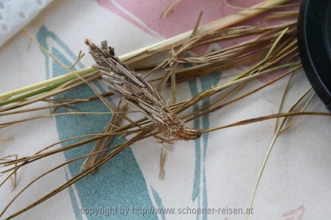 Autocamp Ada > Raupe 2