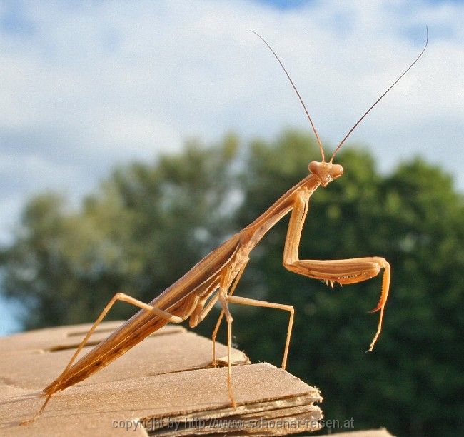 Autocamp Ada > Tiere 2