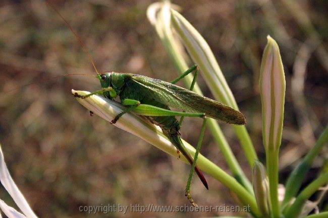 Autocamp Ada > Tiere 3