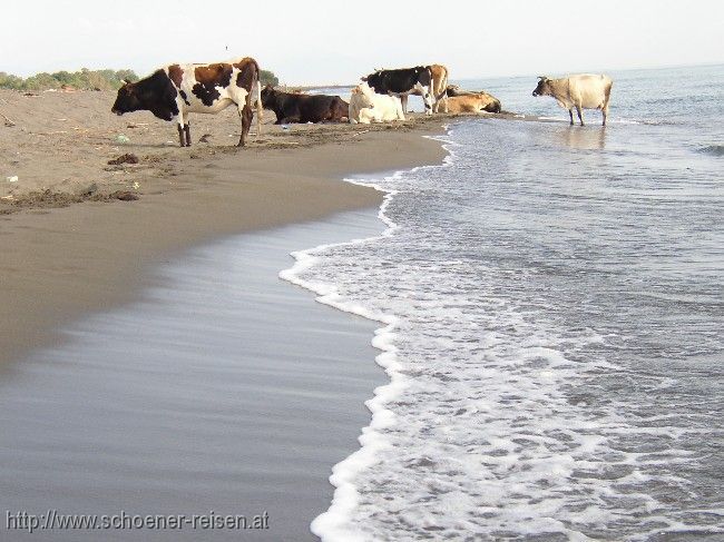 Ada > Kühe am Strand