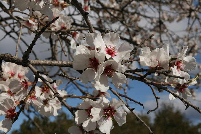 Frühling  bei Sibenik 3