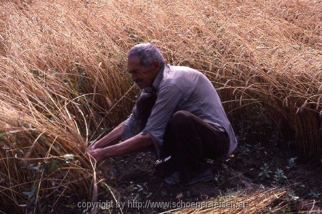 NORDPAKISTAN > Getreideernte