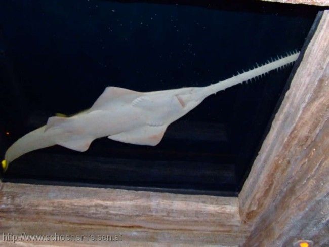 Shark Reef