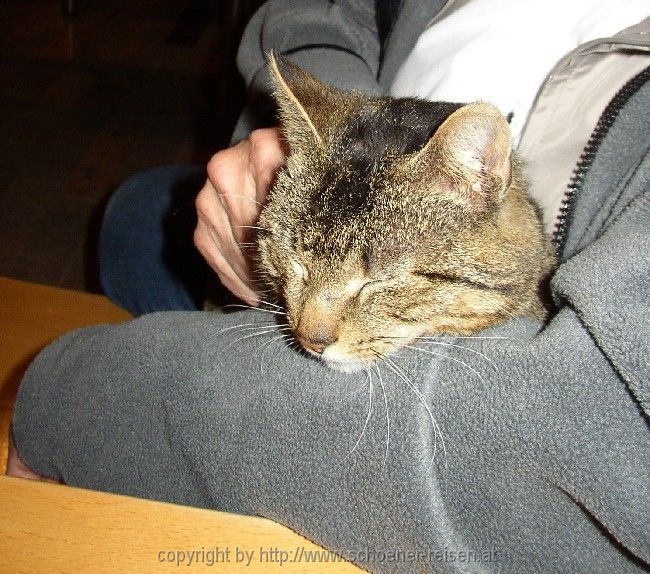 Insel Cres > Osor > Katze