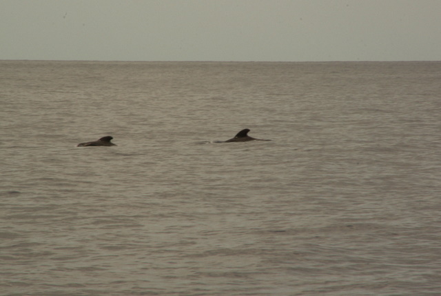 WAL-WATCHING ab Los Cristianos