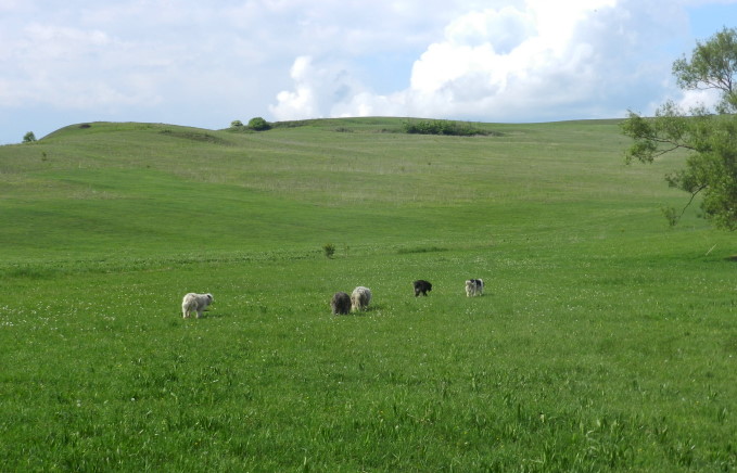 Viscri > Kirchenburg 8