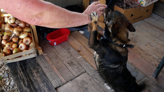 Herbst 2011/5: Peljesac  u.Korcula