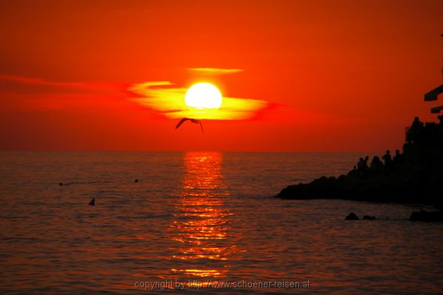 Möwe in Rovinj