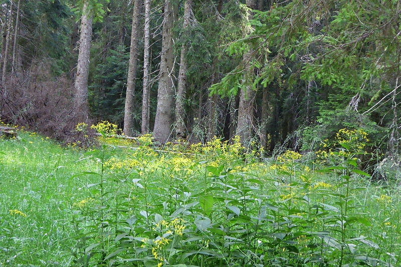 21 Zabljak Spaziergang Ivan Do 044 800