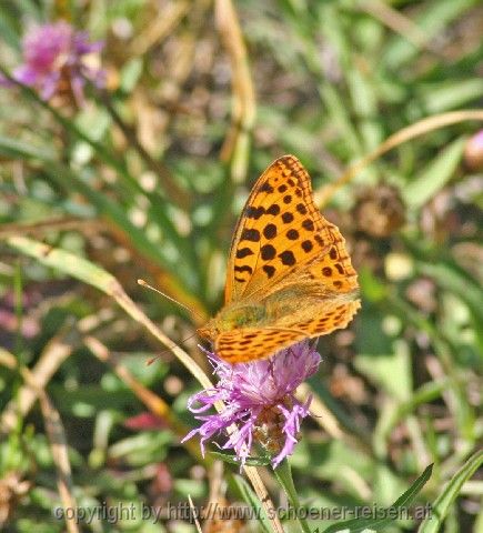 Durmitor > Flora und Fauna 5