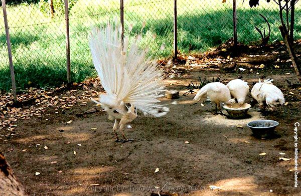 Assuan Perle am Nil 8