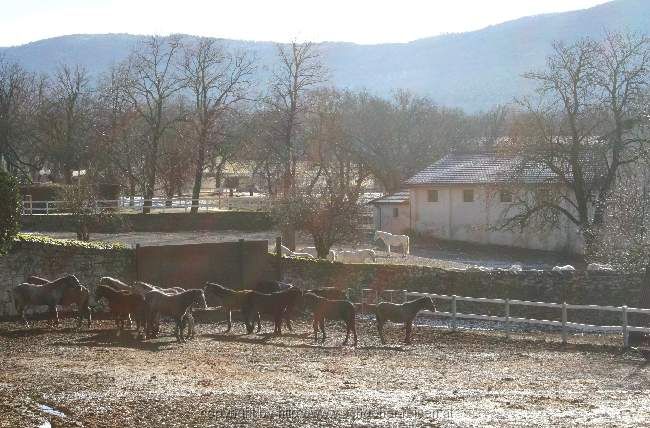 Lipica im Winter 5