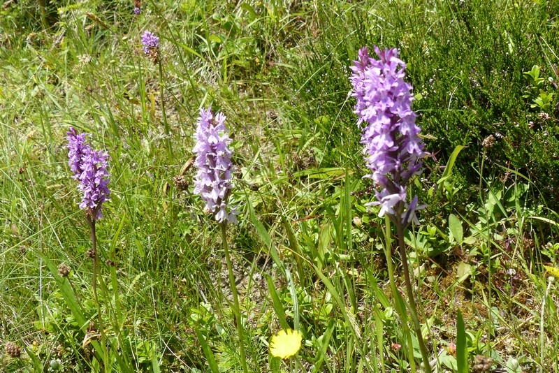Kleine Orchideen