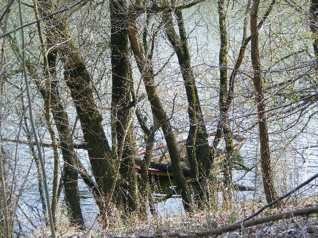 NSG Ketscher Rheininsel 7