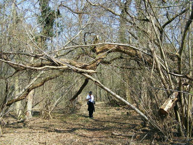 NSG Ketscher Rheininsel 7