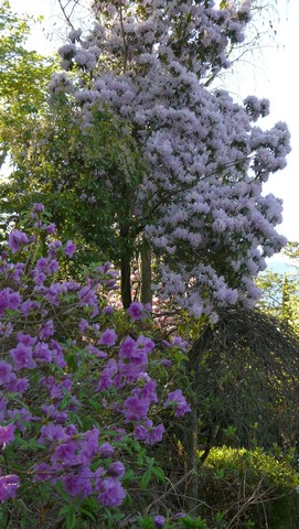 Tessin, eine Reise in den Sommer , Teil 2 Vielfalt und Schönheit, Verzascatal 5