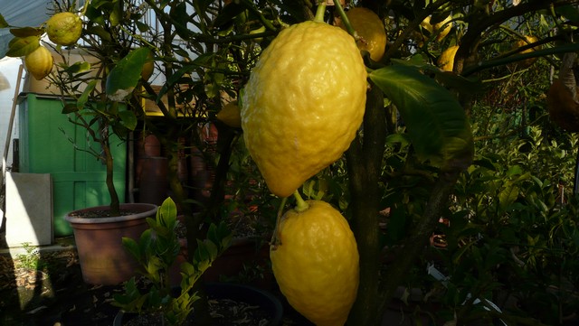 Tessin, eine Reise in den Sommer , Teil 2 Vielfalt und Schönheit, Verzascatal