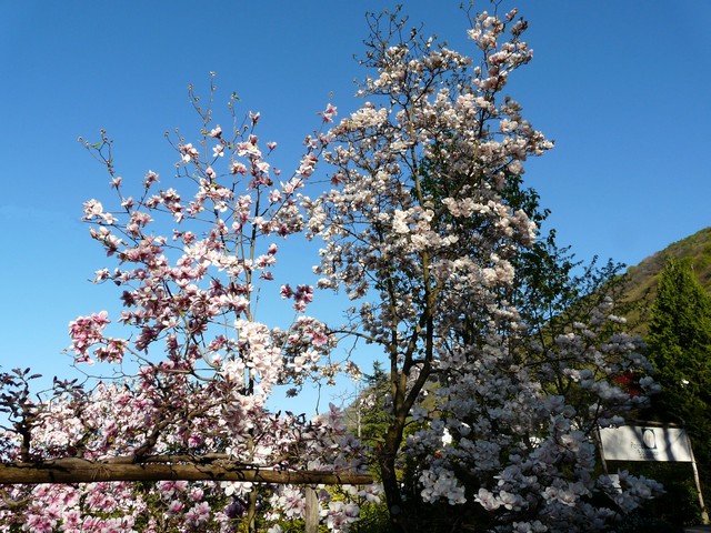 Tessin, eine Reise in den Sommer , Teil 2 Vielfalt und Schönheit, Verzascatal 5