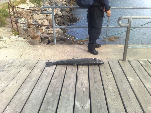Sommer in Norwegen 8