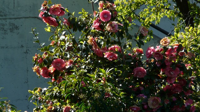 Tessin, eine Reise in den Sommer , Teil 1 Anreise mit Via Mala 3