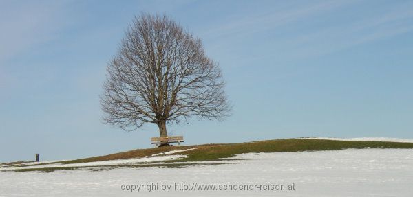Linde im Winter
