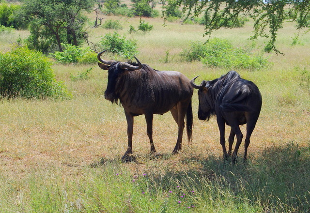 4 Dieters Afrikatour  Krüger Nationalpark 2