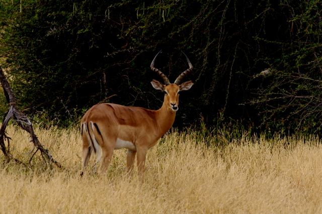 4 Dieters Afrikatour  Krüger Nationalpark 2