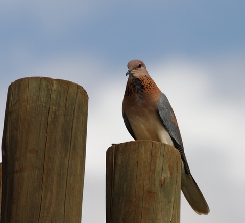 5 Dieters Afrikatour Krüger Nationalpark