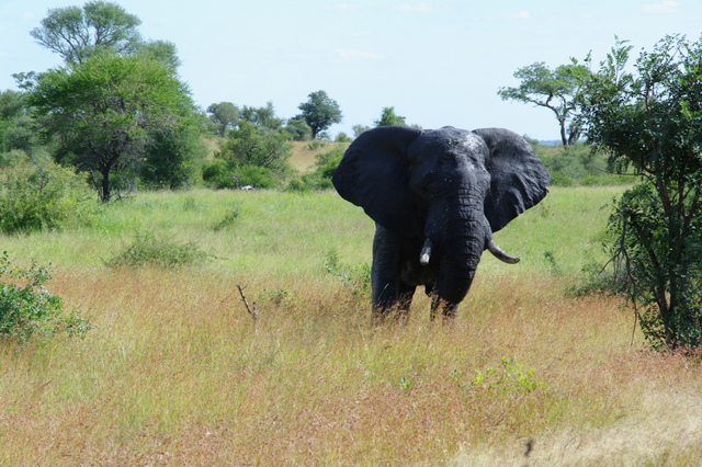5 Dieters Afrikatour Krüger Nationalpark 2