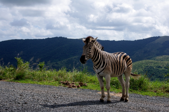 10 Afrika 2012 / Hluhluwe Imfolozi Park 2
