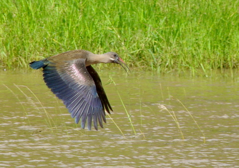 9 Afrika 2012 / Bayala Lodge