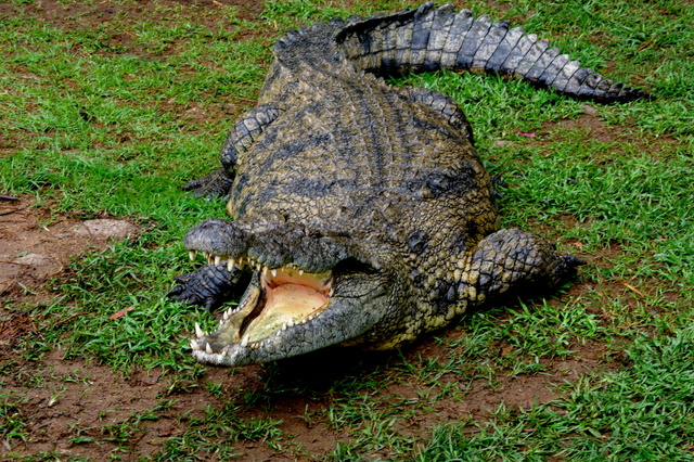 14 Afrika 2012 / Drackensberge / Heath Resort 2