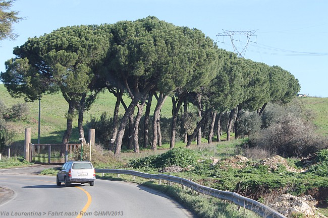 VIA LAURENTINA > südliche Romzufahrt > Schirmpinien