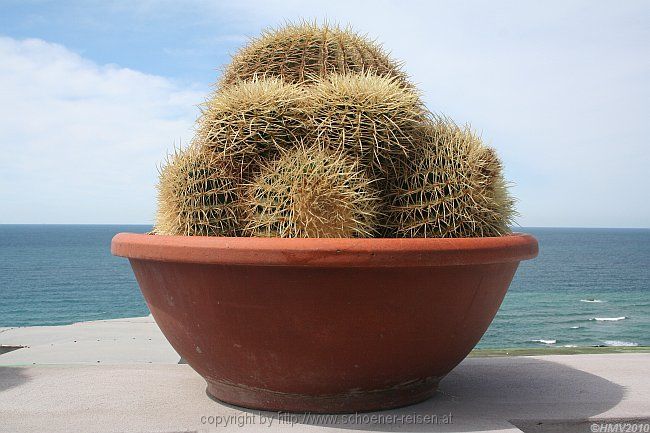 INSEL ISCHIA > Kaktee - Schwiegermuttersitz (echinocactus grusonii)