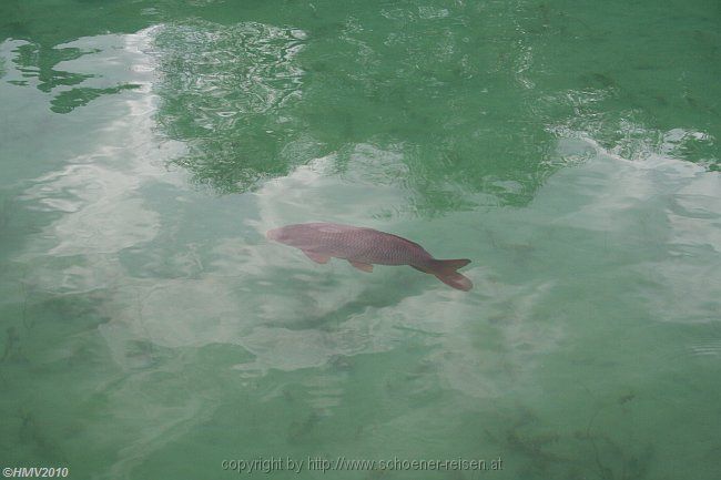 KÖNIGSSCHLOSS CASERTA > Giardino > Unteres Wasserbecken > Fisch