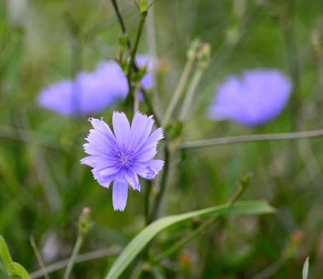 Naturpark Kopački rit 2013 02 DSC_4288