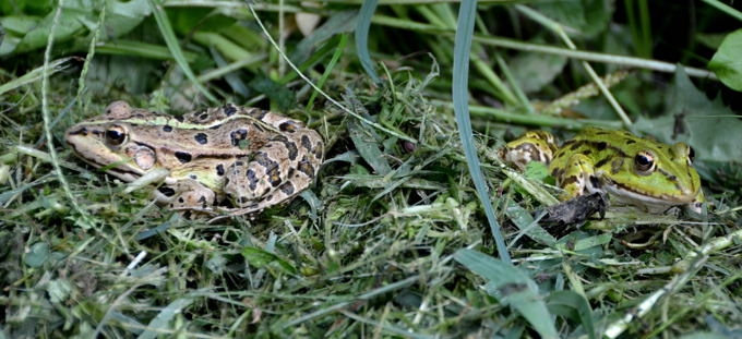 Naturpark Kopački rit 2013 02 DSC_4324