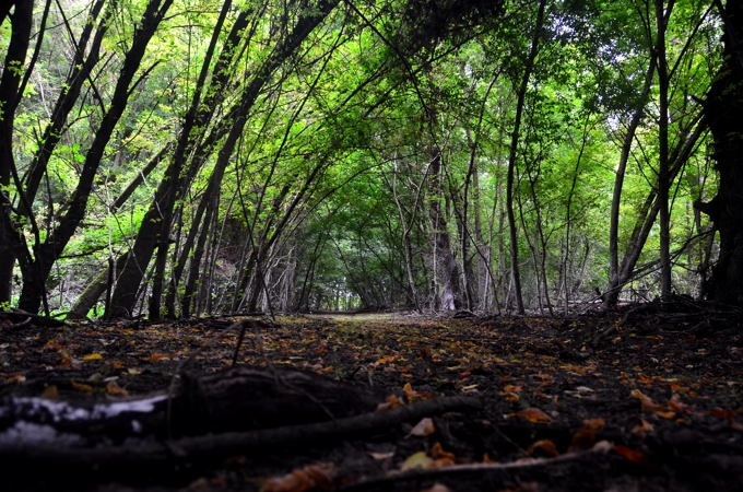 Naturpark Kopački rit 2013 05 DSC_4635