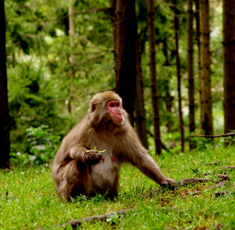 Affenberg / Burg Landskron