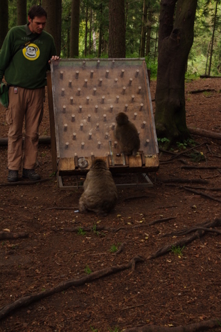 Affenberg / Burg Landskron