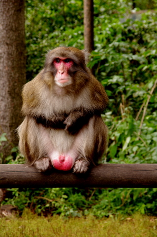 Affenberg / Burg Landskron